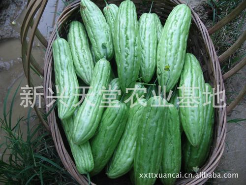广东地区新鲜蔬菜批发 苦瓜、凉瓜、茄子，绿色安全农副产品供应