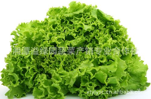 新鲜无公害富硒生菜 口感细腻，健康之源，湖南基地直供批发