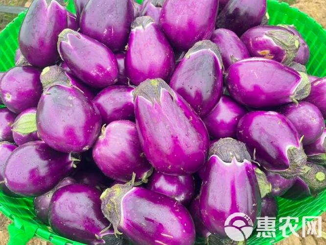 紫皮圆茄正当季 从山东农家到批发市场的鲜嫩之旅