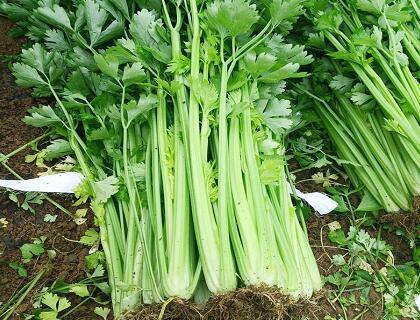 工厂学校单位食堂新鲜蔬菜批发配送上门 - 铭智