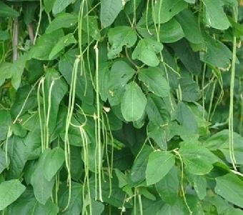 东营蔬菜,莘县娄庄蔬菜水果产销基地,蔬菜批发价格_志趣网