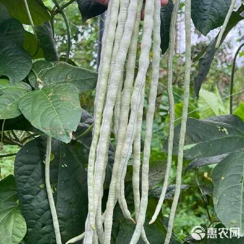 广东本地长豆角白豇豆鲜嫩脆爽新鲜蔬菜农家现摘现发包邮