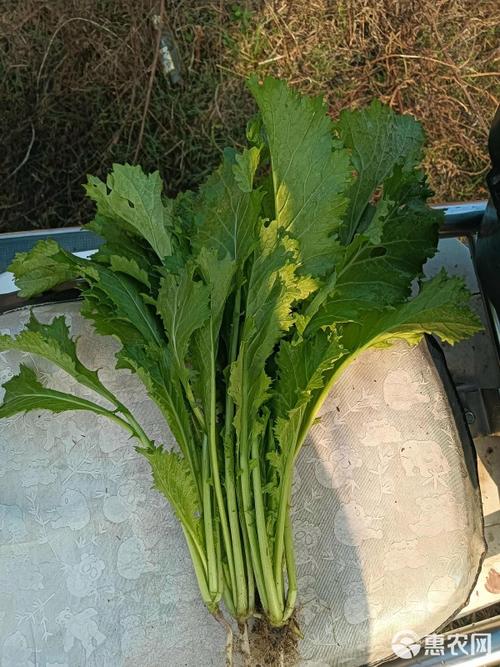 河南南阳新鲜芥菜雪里红蔬菜批发直供