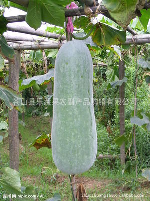 蔬菜批发 供应新鲜蔬菜(特价)无公害 品种齐全 免费送货